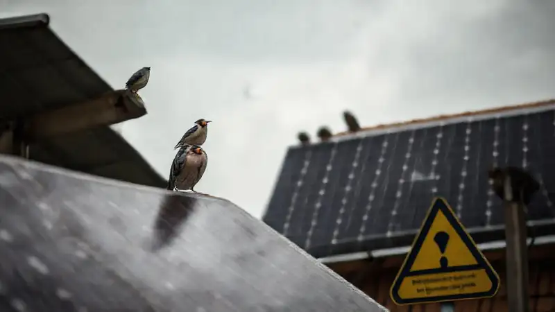 Paneles solares amenazan a las aves