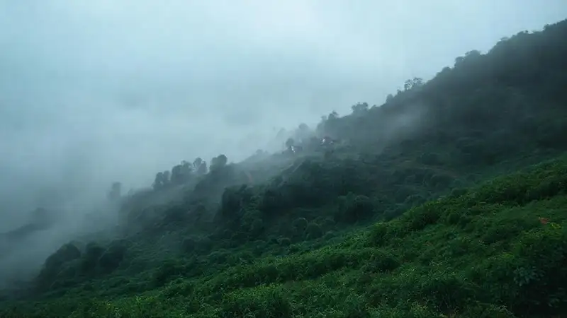 Niebla tranquila en la colina húmeda
