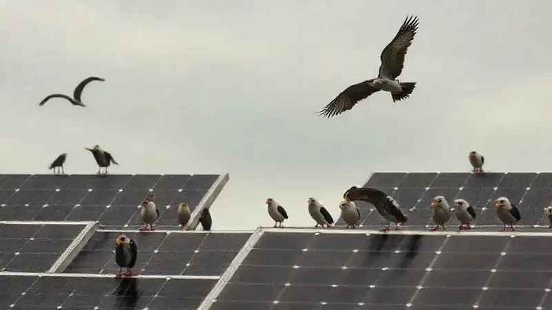 Paneles solares y pájaros reflejan un cielo sombrío