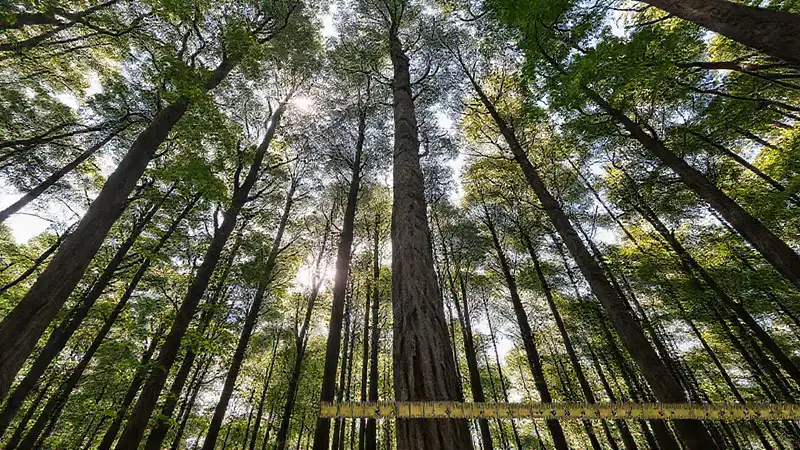 Los árboles miden distancias en la naturaleza